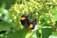 Bombus