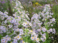 Symphyotrichum laeve