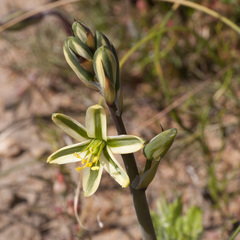 Albuca suaveolens