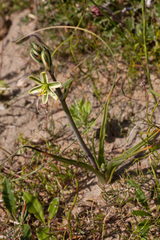 Albuca suaveolens