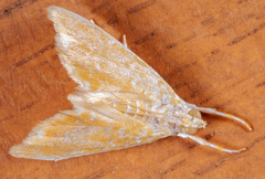 Glaphyria glaphyralis