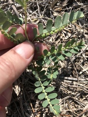 Phyllanthus abnormis