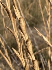 Thinopyrum obtusiflorum