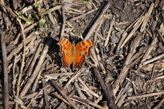 Polygonia progne