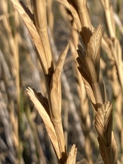 Thinopyrum obtusiflorum
