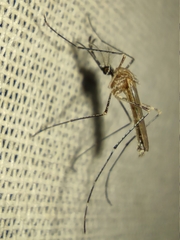 Culiseta longiareolata