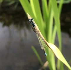 Ischnura pumilio