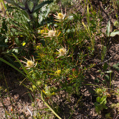 Leucadendron lanigerum lanigerum