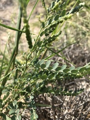 Phyllanthus abnormis