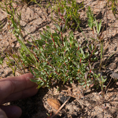 Protea scolymocephala