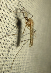 Culiseta longiareolata