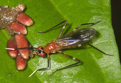 Micropezidae