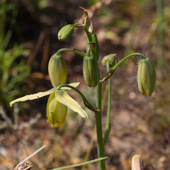 Albuca