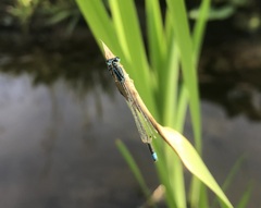 Ischnura pumilio