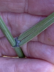 Thinopyrum obtusiflorum