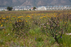 Protea scolymocephala