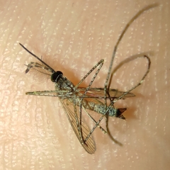 Culiseta longiareolata