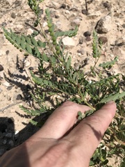 Phyllanthus abnormis