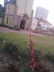 Kalanchoe sexangularis