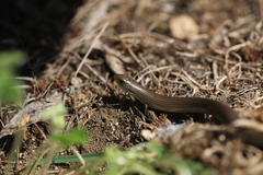 Chalcides striatus
