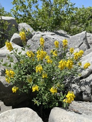Cytisus nigricans
