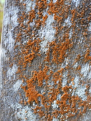 Trentepohlia aurea