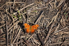 Polygonia progne