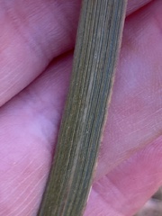 Thinopyrum obtusiflorum