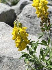 Cytisus nigricans