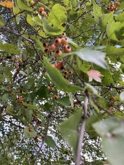 Crataegus phaenopyrum
