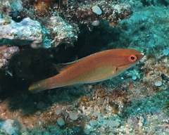 Cirrhilabrus temminckii