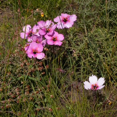 Monsonia speciosa