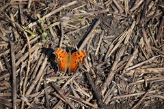 Polygonia progne
