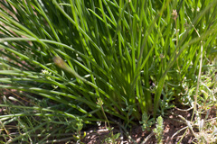 Trachyandra chlamydophylla