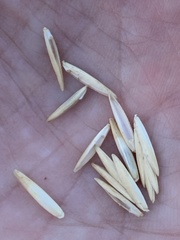 Thinopyrum obtusiflorum