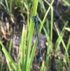 Ischnura pumilio