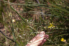 Trachyandra chlamydophylla