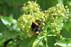 Bombus