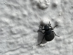 Phymatiotris quadricollis