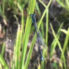 Ischnura pumilio
