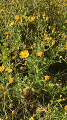 Heterotheca subaxillaris