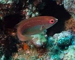 Cirrhilabrus temminckii