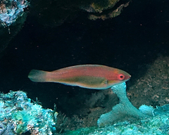 Cirrhilabrus temminckii