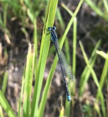 Ischnura pumilio