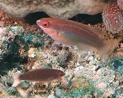 Cirrhilabrus temminckii