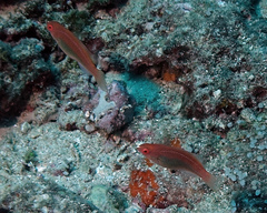 Cirrhilabrus temminckii