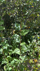 Silphium integrifolium