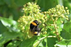 Bombus