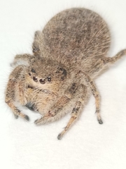 Phidippus octopunctatus