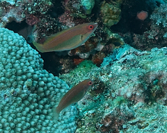 Cirrhilabrus temminckii